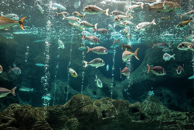 CRETAquarium Entrance Ticket in Crete - Getting in smoothly: location, entry flow, and what to bring