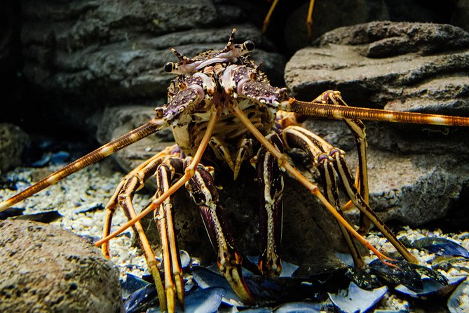 CRETAquarium Entrance Ticket in Crete - FAQ