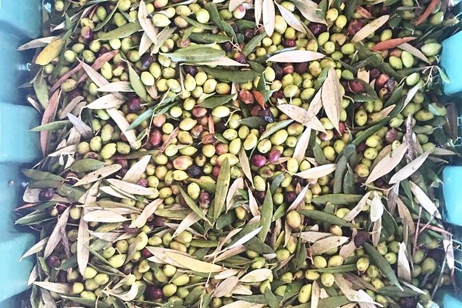 Crete: Olive Oil, Soap, Wine, Raki - Flavorful Culinary Journey - Raki distillery: the fiery spirit with a social role