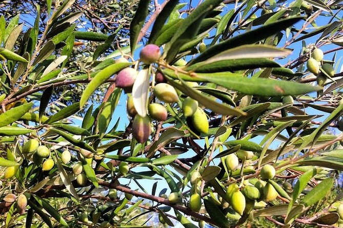 Crete: Olive Oil, Soap, Wine, Raki - Flavorful Culinary Journey - Peza Village lunch: the real reason the day feels complete