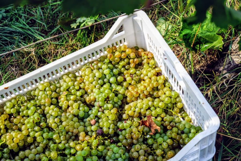 Desenzano: Lugana Wine-Tasting and Vineyard Tour - The tasting lineup: Lugana Doc, Brut, Chiaretto Rosè, and Merlot