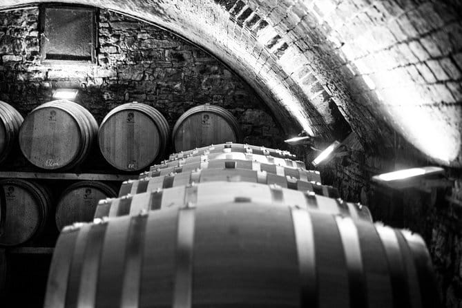 Discover Chianti Through its Wines - Olive fields and Chianti vines: where the tour starts teaching
