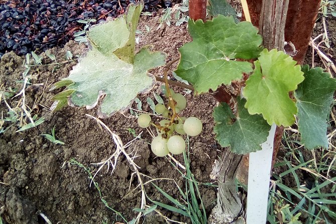 Discover Parma foods with Laura - Balsamic Vinegar at the Source: Why It Tastes Like Time