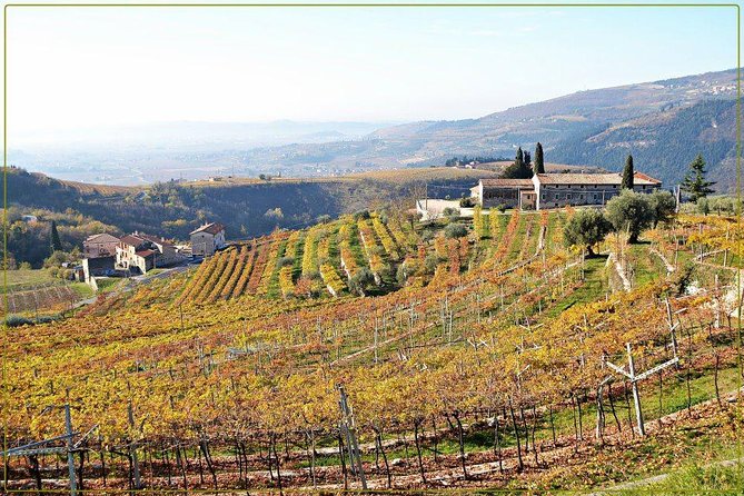 Discover Valpolicella Vineyards and Wine Tasting Experience - Price and logistics: what $84.69 really buys you