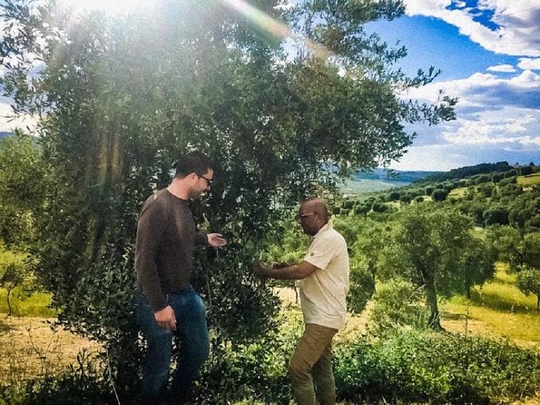 Discovering extra virgin olive oil - Key takeaways before you go