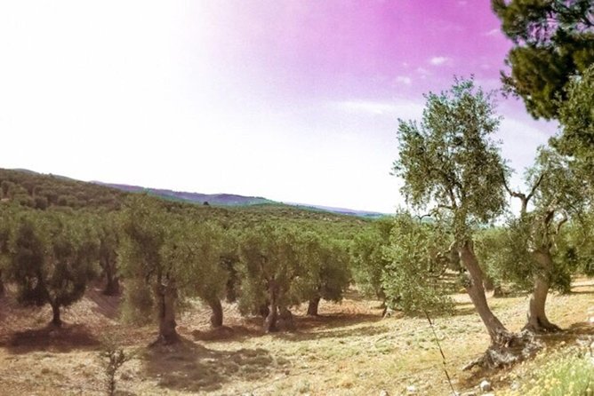 Discovering extra virgin olive oil - From olive grove to the mill: how the evening flows