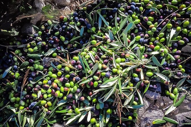 Discovering extra virgin olive oil - Turning flavor into dinner at home: pairing hints that actually help