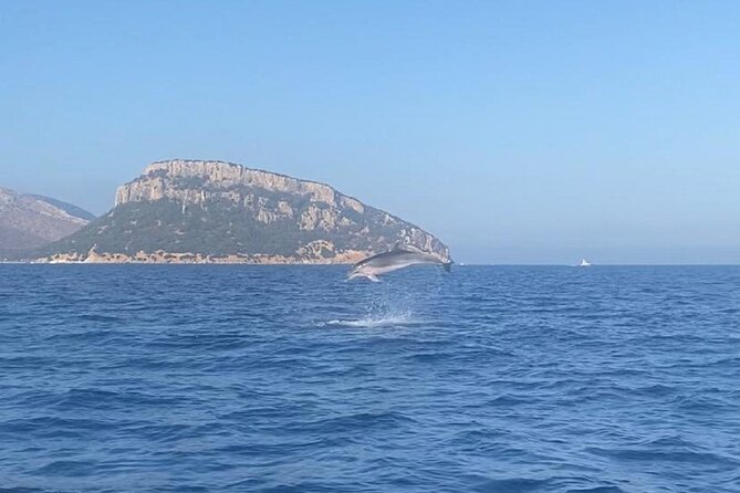 Dolphin Watching and Snorkeling in Figarolo in Sardinia - Key Highlights You’ll Care About