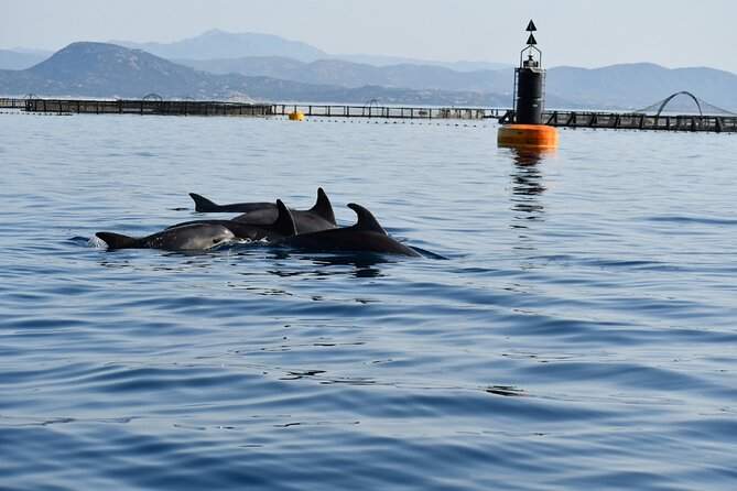 Dolphin Watching and Snorkeling in Figarolo in Sardinia - Dolphin Watching and Snorkeling in Figarolo: Why This Trip Feels Worth It