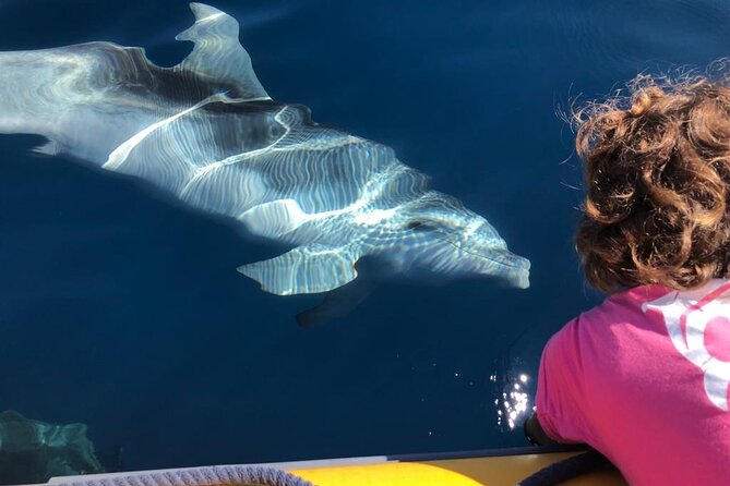 Dolphin Watching and Snorkeling in Figarolo in Sardinia - Stop 1: Capo Figari and the Dolphin-Spotting Moment
