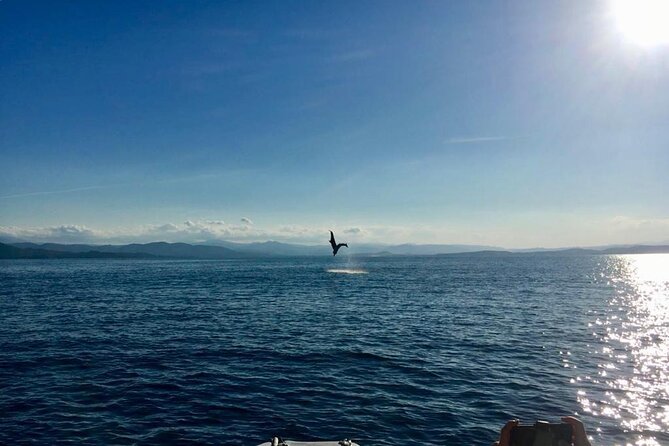 Dolphin Watching and Snorkeling in Figarolo in Sardinia - Cala Greca and Cala Moresca: The Swim Breaks That Make the Tour Feel Complete