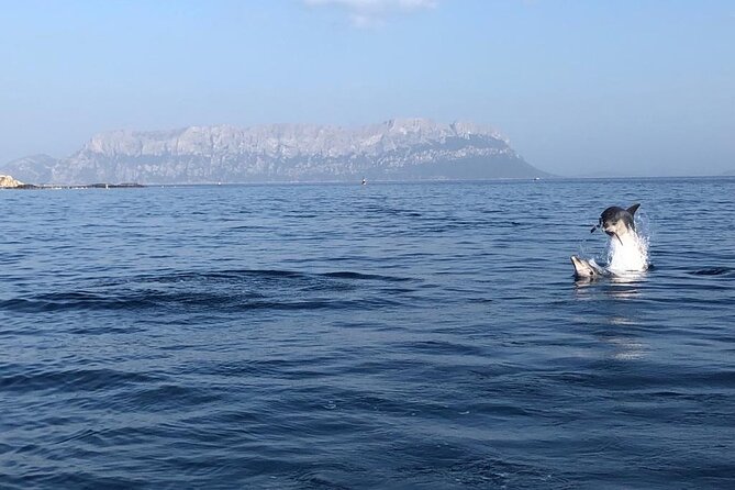 Dolphin Watching and Snorkeling in Figarolo in Sardinia - Figarolo Island: Time in Clear Water With a Natural Backdrop