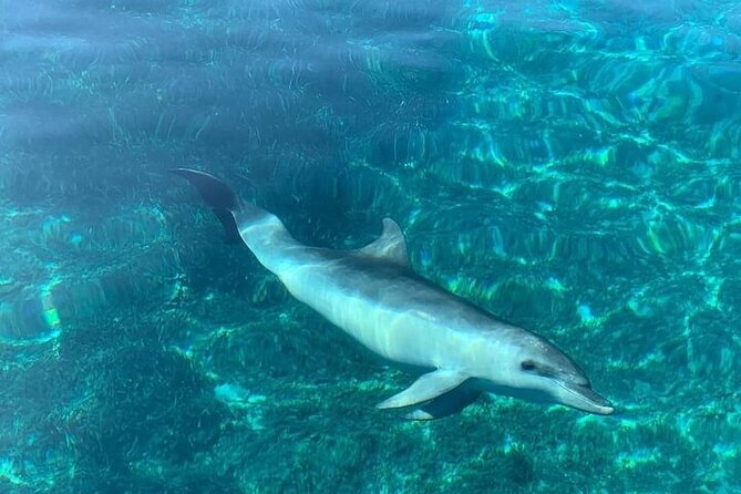 Dolphin Watching Boat Excursion to Figarolo Island from Olbia - Cala Moresca and Figarolo: the real reason snorkeling is worth it
