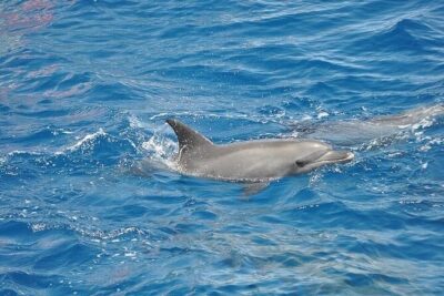 Dolphin Watching Boat Excursion to Figarolo Island from Olbia - Capo Figari and the love cave: cliffs, caves, and those photo stops