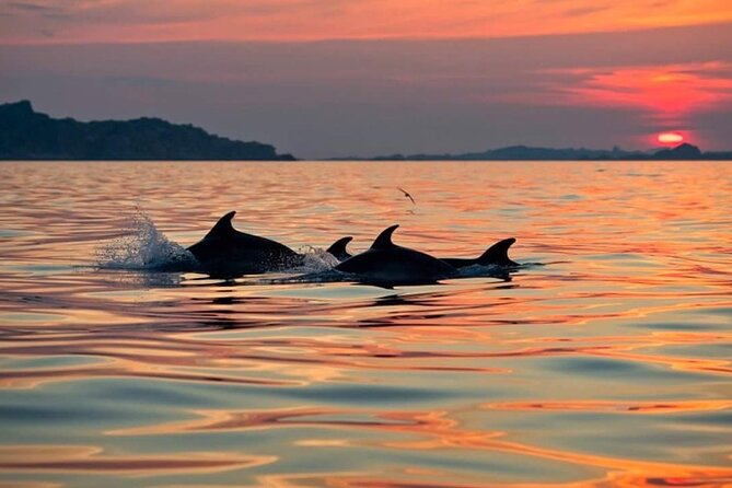 Dolphin Watching Boat Excursion to Figarolo Island from Olbia - Cameras, seas, and who should book this trip