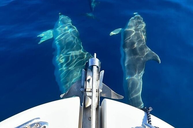 Dolphin Watching Boat Excursion to Figarolo Island from Olbia - Price and value: what $66.52 buys you (and what it doesn’t)