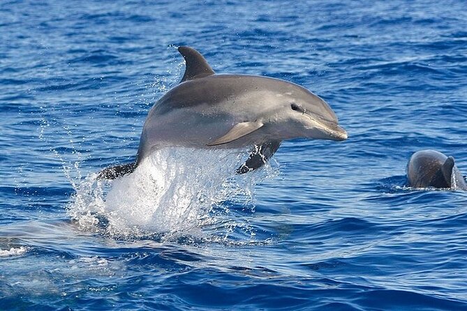 Dolphin Watching Boat Excursion to Figarolo Island from Olbia - Should you book Dolphin Watching from Olbia to Figarolo Island?