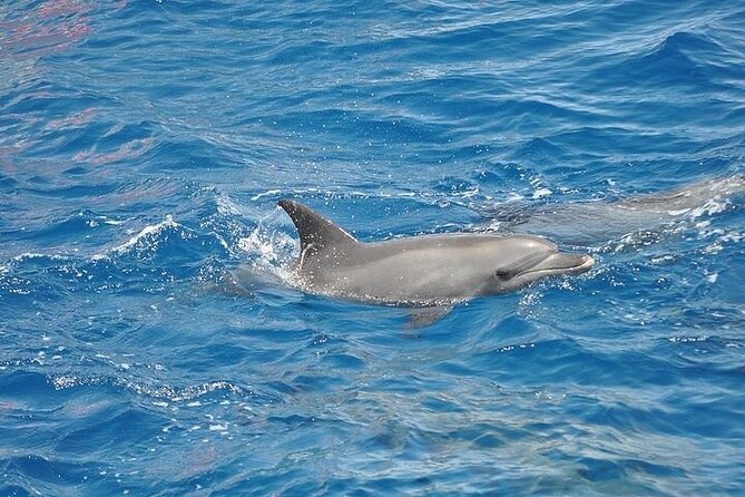 Dolphin Watching Boat Excursion to Figarolo Island from Olbia - Capo Figari and the love cave: cliffs, caves, and those photo stops