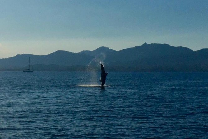 Dolphin Watching Tour - from Golfo Aranci - Key Things I’d Watch For on This Dolphin Tour