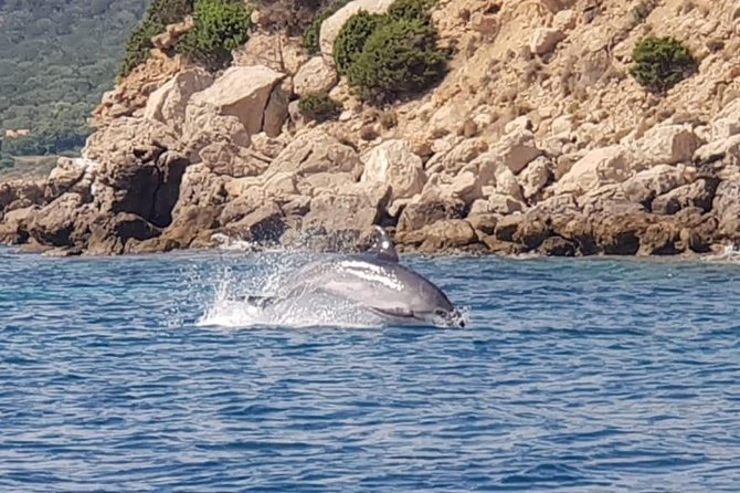 Dolphin Watching Tour - from Golfo Aranci - Figarolo and Capo Figari: Why This Part of Sardinia Has Dolphins