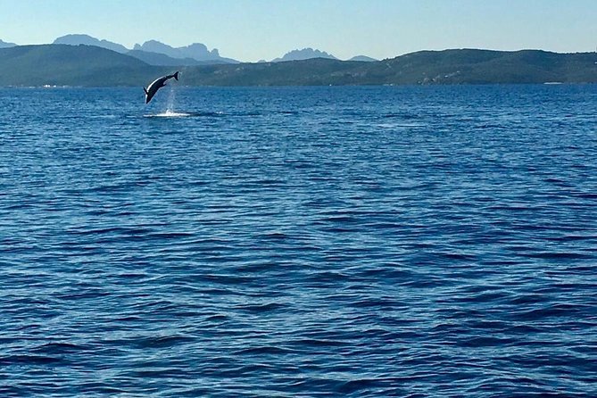 Dolphin Watching Tour - from Golfo Aranci - Stop Off Figarolo: Where You Actually Pause for Dolphins