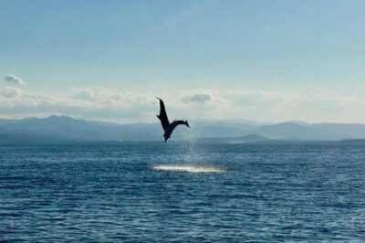 Dolphin Watching Tour - from Golfo Aranci - Meeting at Baia Aranzos: Quick Practical Tips Before You Go