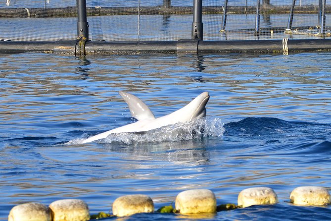 Dolphin Watching Tour - from Golfo Aranci - Value for Money: $42.33 for a Short, Focused Wildlife Trip
