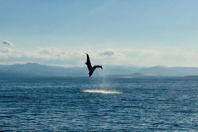 Dolphin Watching Tour - from Golfo Aranci - Meeting at Baia Aranzos: Quick Practical Tips Before You Go