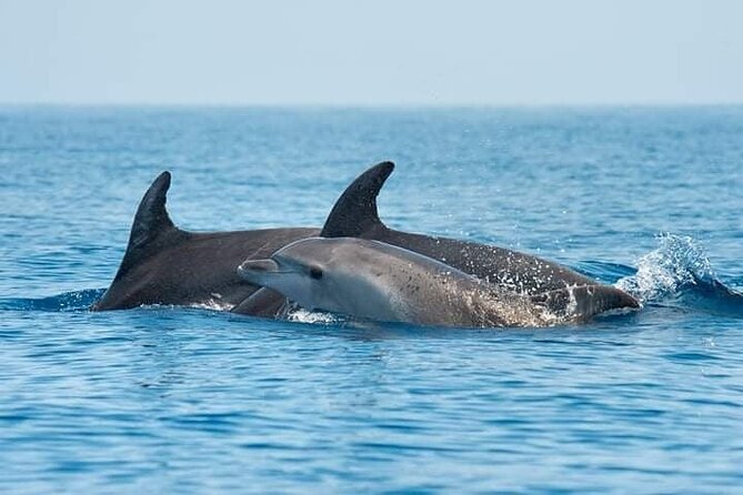 Dolphin Watching Tour with Snorkeling from Olbia - Key things that make this tour worth your time