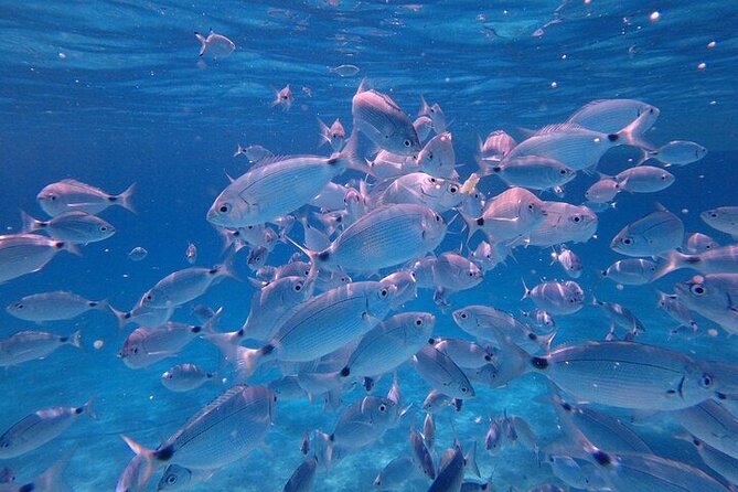 Dolphin Watching Tour with Snorkeling from Olbia - Capo Figari stop: limestone caves, cliffs, and an aperitif moment