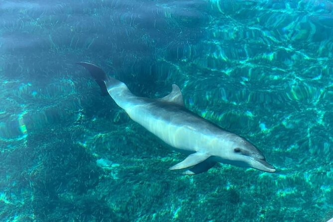 Dolphin Watching Tour with Snorkeling from Olbia - Figarolo Beach and Island: turquoise water, dolphins, and wildlife spotting