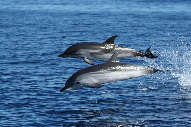 Dolphin Watching Tour with Snorkeling from Olbia - Price and value: what you get for about $72.59