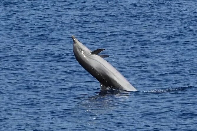 Dolphin Watching Tour with Snorkeling from Olbia - Spiaggia di Cala Moresca: bottlenose dolphin odds and a starfish-friendly snorkel