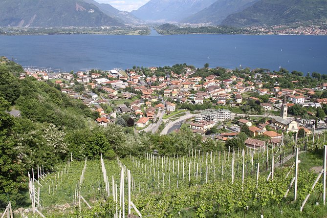 Domaso: Wine Tasting at the Winery on Como Lake - Service Level: What If Things Feel Off?