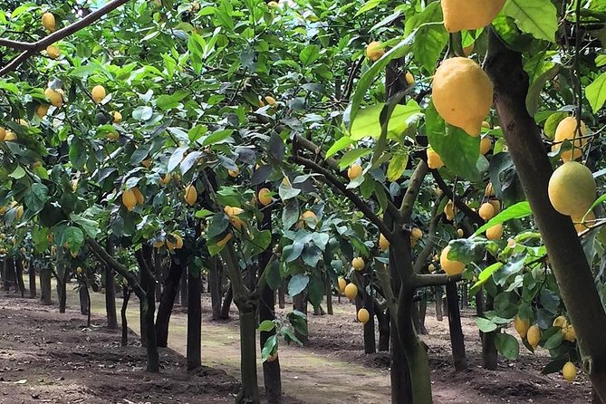 E-Bike Food and Wine Tour in the Sorrento Peninsula - What “food and wine tour” really means here (and how to set expectations)