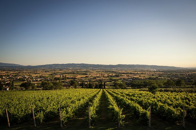 Enjoy and Taste the Flavors of Wine in an Open-air Venue - The outdoor setup: what you should plan for