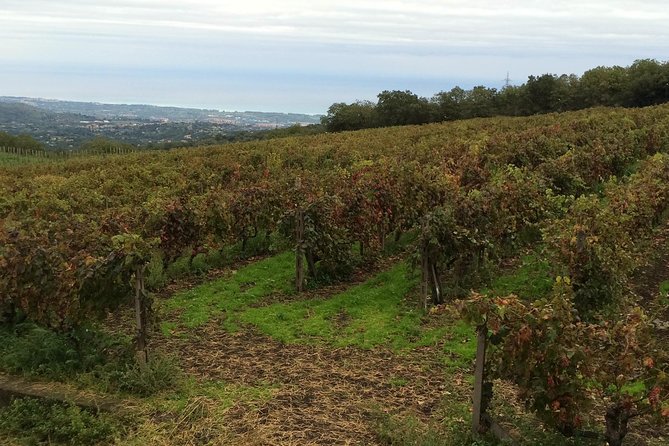 Etna Tour and Lunch in a Winery with Wine Tasting - What to pack for an Etna day that includes tasting and walking