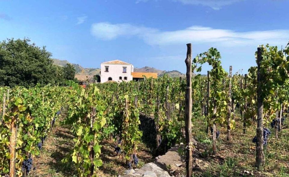 Etna: Wine Tasting and Food Tour - Zafferana Etnea: Honey Capital Stop and Olive Oil Tasting