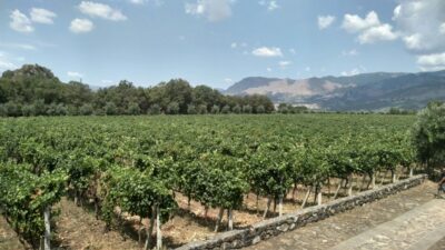 Etna: Wine Tasting and Food Tour - Catania Pickup to Zafferana Etnea: A Relaxed Ride With Big Etna Views