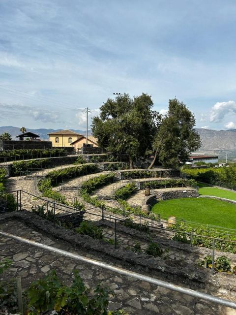 Etna: Wine Tasting and Food Tour - First Winery Visit: From Vine Pruning to Your Glass