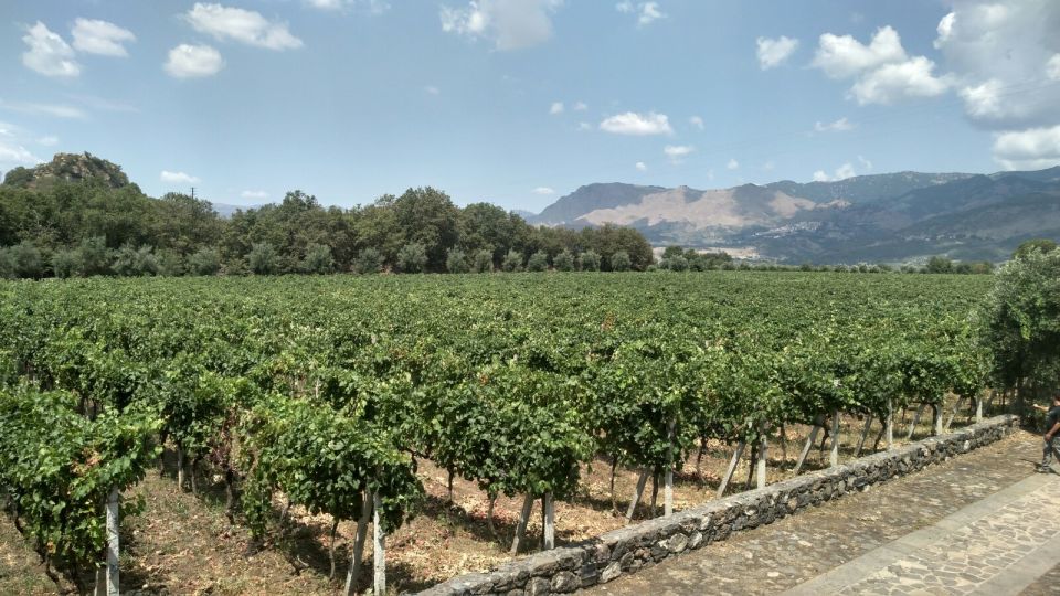 Etna: Wine Tasting and Food Tour - Catania Pickup to Zafferana Etnea: A Relaxed Ride With Big Etna Views