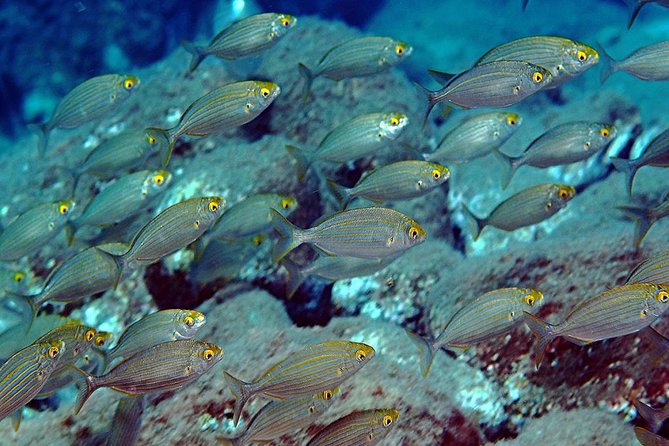 Exciting PADI Discover Scuba Diving Experience Isola Bella Marine Park Taormina - The break near Isola Bella: snacks, drinks, and a view moment