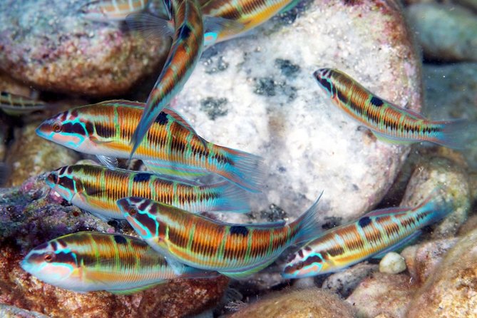 Exciting PADI Discover Scuba Diving Experience Isola Bella Marine Park Taormina - Second underwater session (max 12 meters): easy fun with room to build confidence