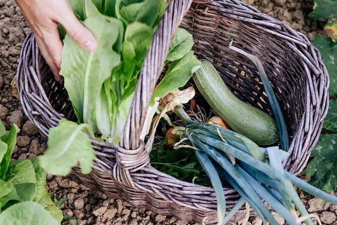 Farm To table Experience on an organic hilltop estate in Tuscany - Price check: what $193.50 covers and what you should budget