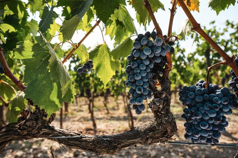 Florence: Chianti Vineyards Tour with Wine Tasting & Dinner - Who this Chianti tour suits best (and who should skip it)