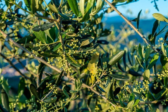 Florence Food Tour: Home-Made Pasta, Truffle, Cantucci, Olive Oil, Gelato - Santa Croce gelato finale: the sweet end that locals actually care about