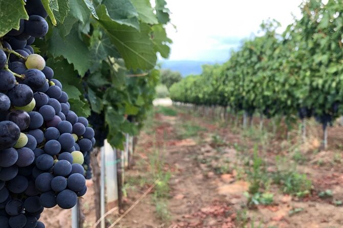 Frascati Day Tour: Road from Rome with Wine Tasting & Lunch - Lunch in Frascati: Cured Meats, Roman Cheeses, Pasta, and Wine