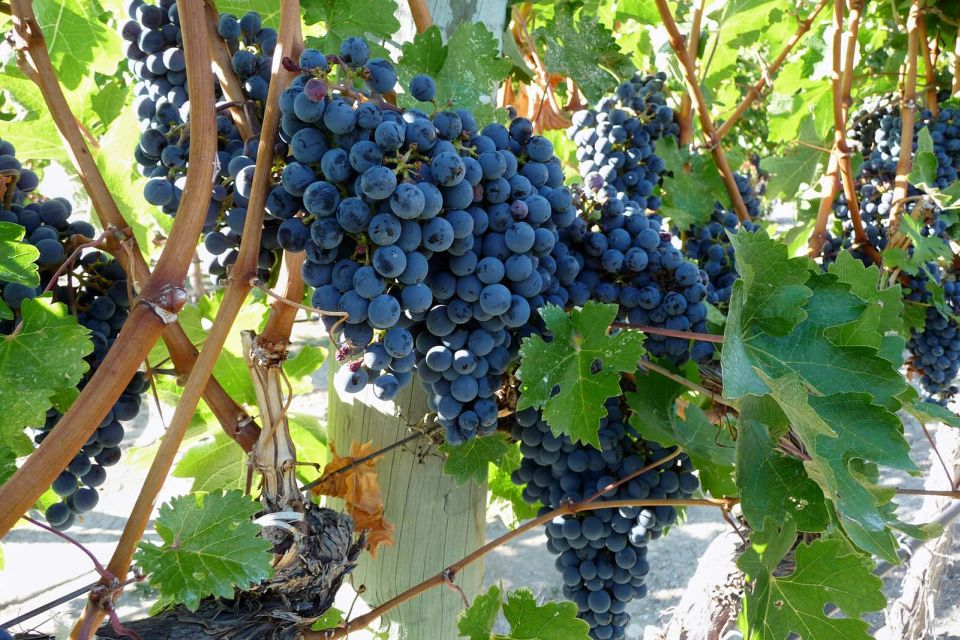 From Catania: Mount Etna Half-Day Tour and Wine Experience - Key highlights worth your attention