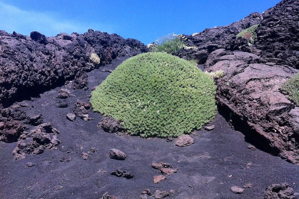 From Catania: Mount Etna Half-Day Tour and Wine Experience - Morning pickup from Catania to Etna: the day starts fast