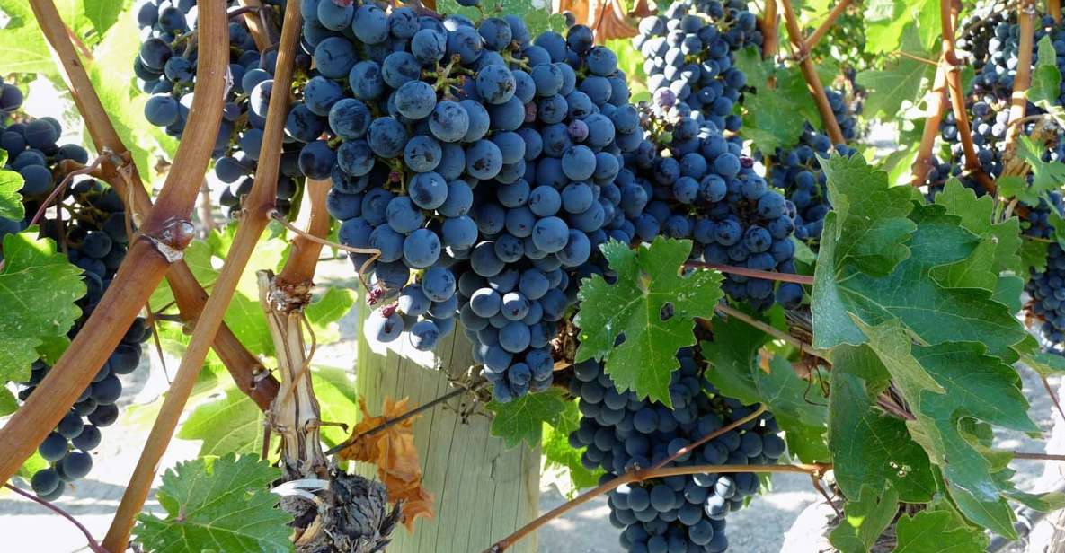 From Catania: Mount Etna Half-Day Tour and Wine Experience - Helmet-and-torch lava cave time: the most memorable “how is this even real?” stop